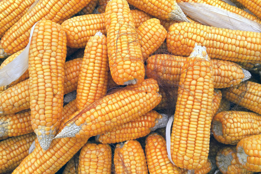 Uzbudljiva nedelja na Produktnoj berzi: Smirivanje cena kukuruza, pšenice i soje