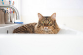 Zašto mačke vole da „kuliraju” u lavabou?