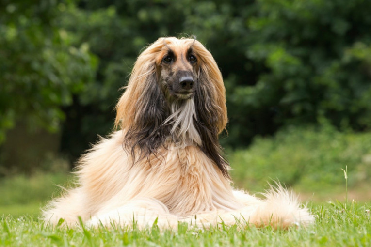 Veličanstveni: Predstavljamo najlepše rase pasa na svetu