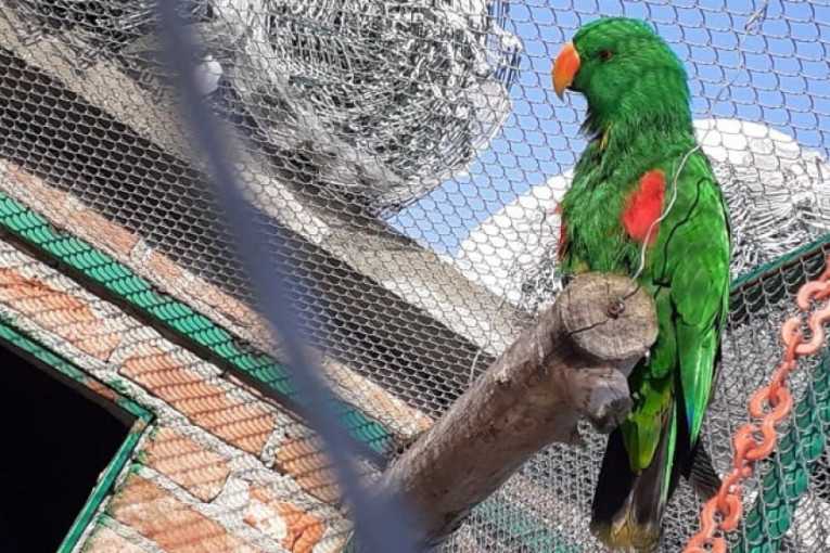 U dvorištu porodice Tašić nikad nije dosadno: Dok jedan papagaj u originalu skida zvuk vibera, drugi pričaju kao navijeni (FOTO)