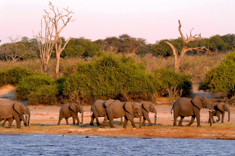 Stravične scene: Šta je to ubilo stotine slonova u Bocvani?! (VIDEO)