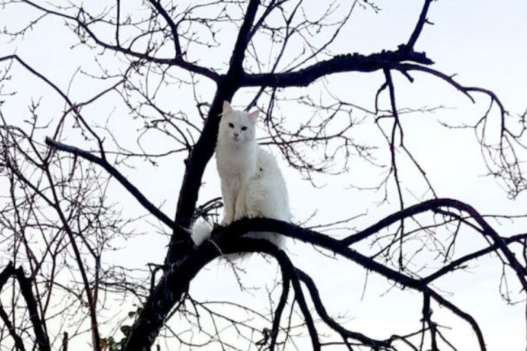 Drama: Mačak Rio posle 12 sati spasen sa vrha drveta