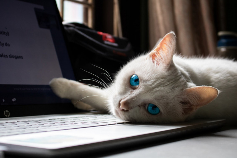 Zašto mačke vole da sede na tastaturi vašeg laptopa?