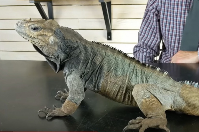 Novi Ginisov rekord: Upoznajte iguanu Rina, najstarijeg gmizavca na svetu