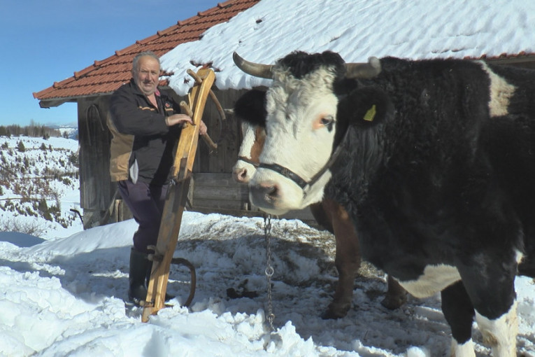 Volovi su najbolji prijatelji meštana na Kamenoj Gori: Probijaju snežne smetove i čiste put do zavejanih (FOTO)