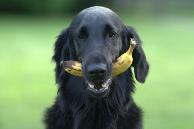 Ovo je spisak voća koje smete i koje nikako ne smete da date psima