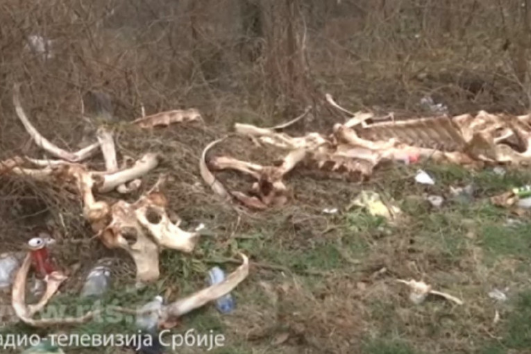 Strašan prizor uz Ibarsku magistralu: Otapanjem snega otkriveni ostaci mesa i kostiju