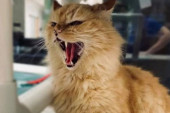Oglas azila postao hit zbog brutalne iskrenosti kojom su opisali tvrdoglavog mačka Vilarda