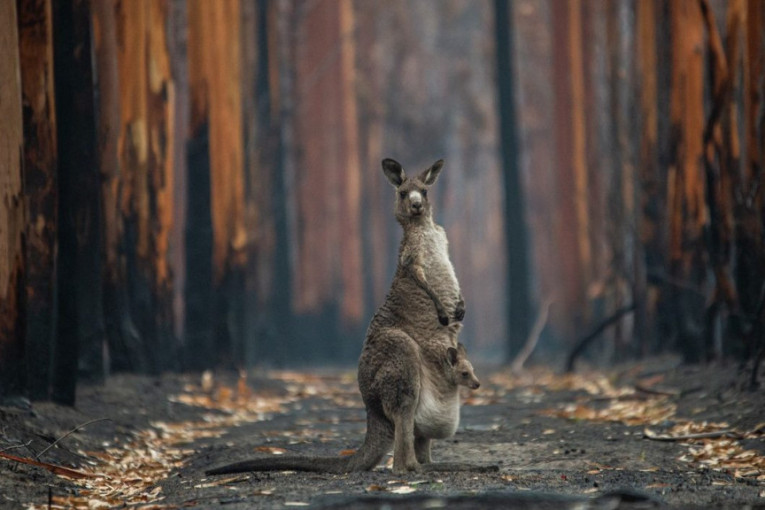 Borba na dva fronta: Stanovnici Australije zbog požara moraju da se evakuišu bez ozbira na strogi karantin