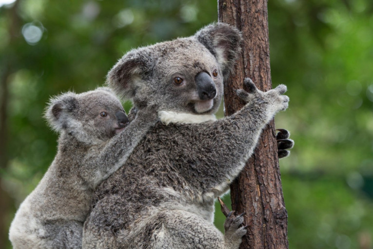 Dronovima i veštačkom inteligencijom do tačnog broja koala u Australiji