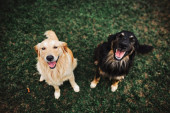 Četiri najčešća razloga zbog kojih psi zure u svoje vlasnike