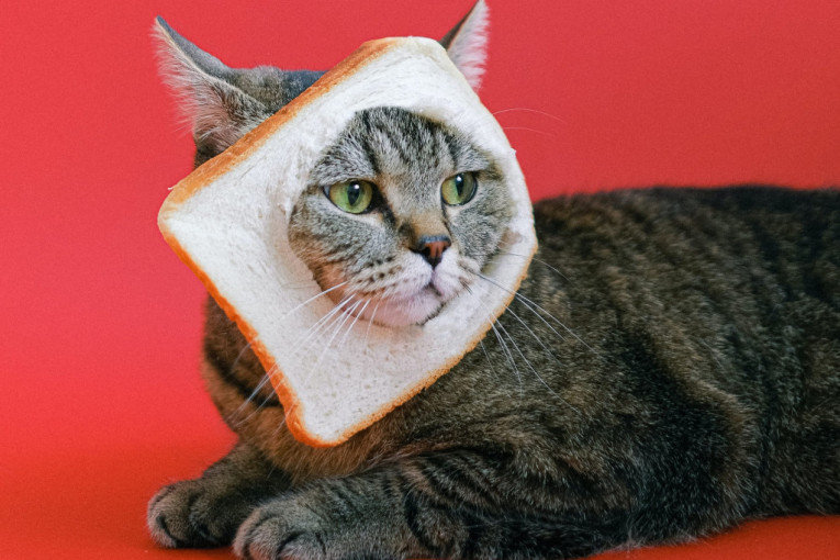 Iako obigrava oko frižidera, mačka tokom dana treba da pojede određenu količinu hrane i ni zalogaj više!