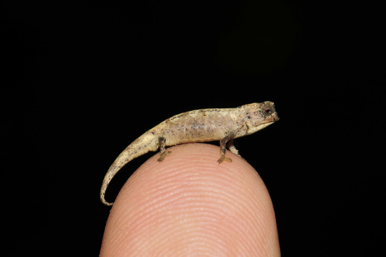 Otkriven najmanji reptil: Kameleon veličine semenke suncokreta