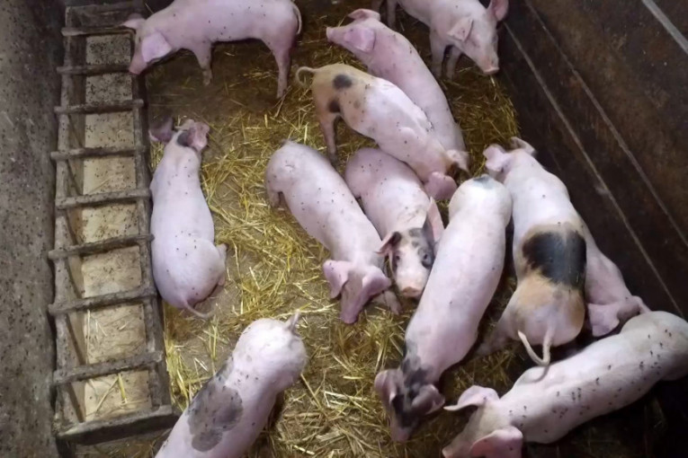 Cene svinja ponovo u padu, gubitak po tovljeniku 30 evra