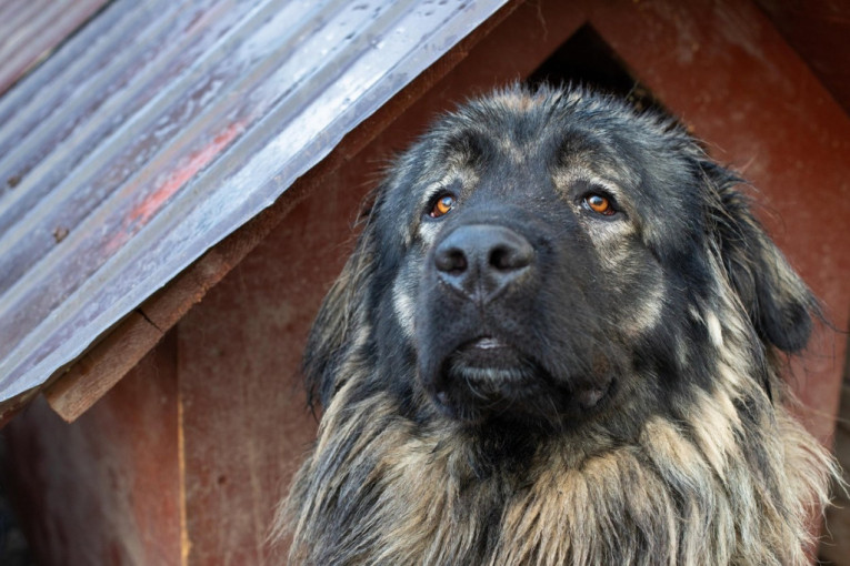 Veterinar tvrdi da pseće godine ne postoje: Evo koliko vaš pas zapravo ima godina (VIDEO)