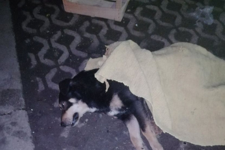Stravične scene na ulicama Sremčice: Tri dana zaredom trovana po dva psa, životinje umirale za pola sata (FOTO+VIDEO)