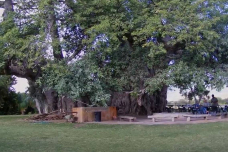 Ne samo što je najstarije drvo na svetu, već se u njemu nalazi i bar