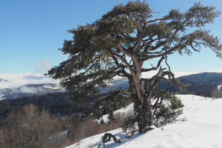 Iako polomljen, Sveti bor je i dalje pravi simbol Srbije: Sneg na Kamenoj Gori je do kolena, ali posetioci su na ovo mesto stigli čak i iz Amerike (FOTO)