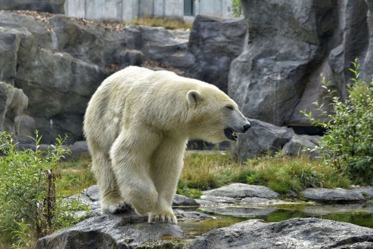 Polarni medved ubio medvedicu tokom parenja: Svi u zoološkom vrtu zanemeli
