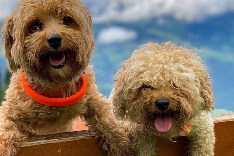 Braća psi Toro i Rotor zvezde su kratkih filmova, a u najnovijem rone u snegu (VIDEO)