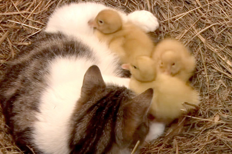 Mačka usvojila pačiće i grejala ih kako se ne bi smrzli u hladnoj štali (VIDEO)