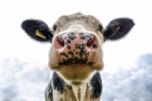 Krava koja je dobila ime po Viktoriji Bekam prodata za 300.000 evra, kažu da ima iks faktor