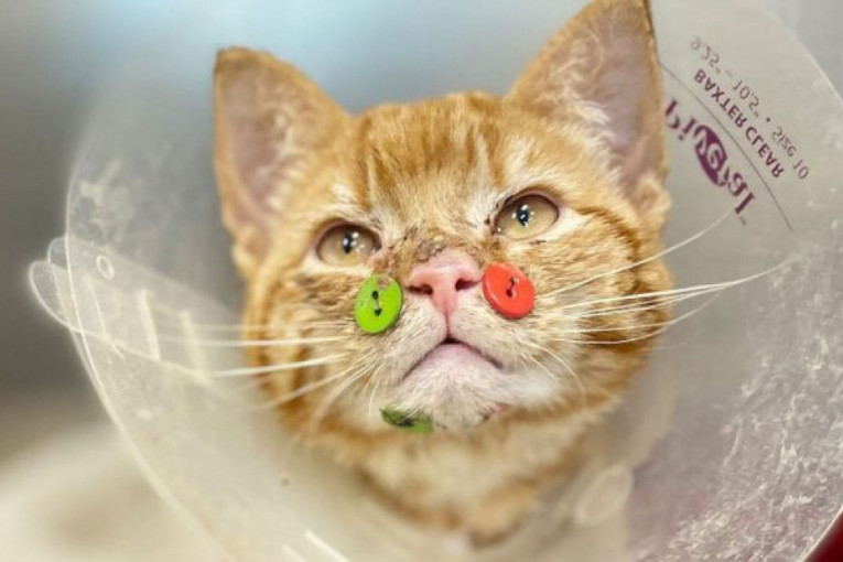 Mačak Đusboks doživeo teške povrede glave, dugmići mu spasli život