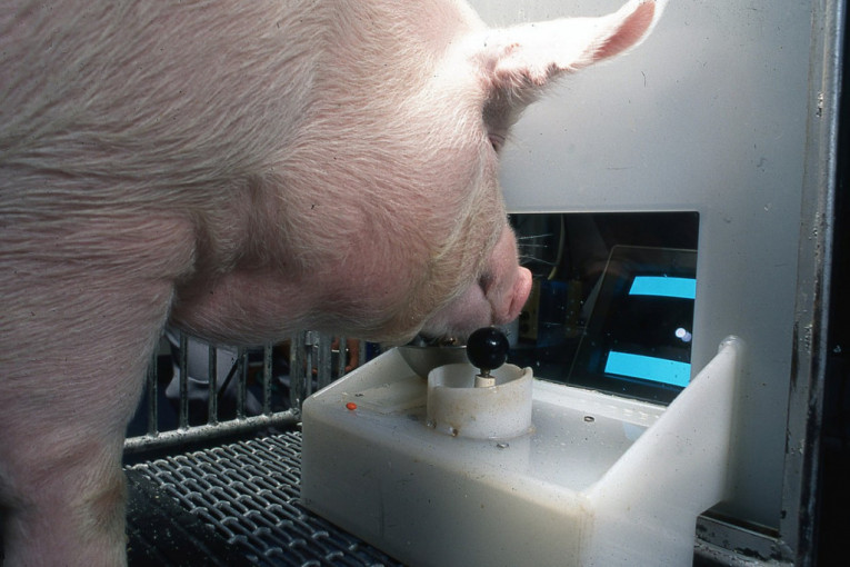 Novo naučno otkriće: Svinje mogu da igraju video-igre