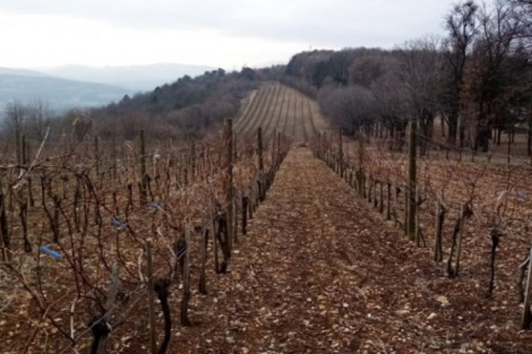 Biće manje vina: Ledeni talas "obrao" trećinu grožđa u Francuskoj