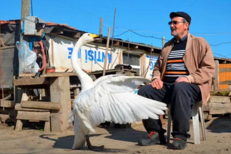 Priča o prijateljstvu između labuda i čoveka koja traje 37 godina