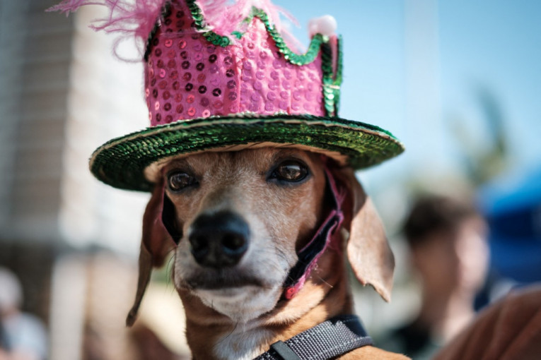 U Rio de Žaneiru održan karneval za pse: Veseli brazilski ljubimci izveli ljude u šetnju (FOTO)