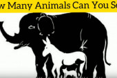 Koliko životinja vidite na slici? Odgovor otkriva koliko ste posebni (VIDEO)