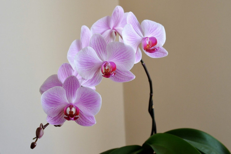 Želite da vam orhideja stalno cveta? Zalivajte je ovim umesto vodom