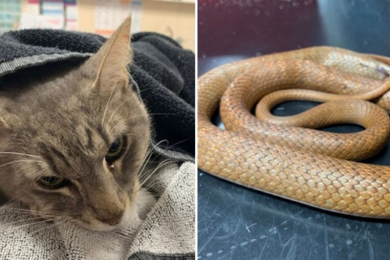 Poslednji podvig mačka Artura: Uginuo nakon što je dvoje dece spasao od zmije otrovnice