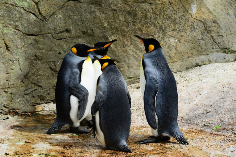 Snimljen žuti pingvin: Naučnici ne mogu tačno da objasne zbog čega je takve boje (FOTO)