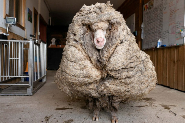 Ovnu Baraku život bio ugrožen zbog 35 kilograma vune koja godinama nije šišana