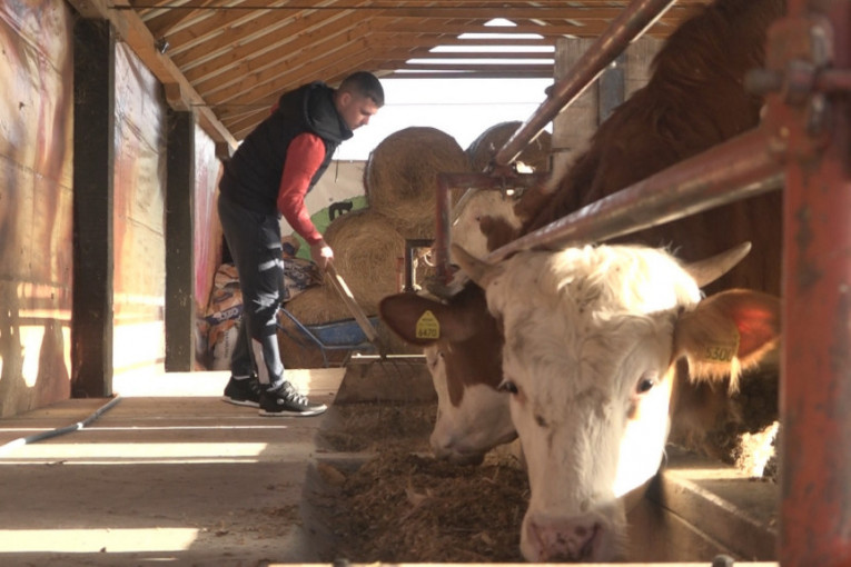 Nemanja ima 25 godina i uspešno se bavi govedarstvom: Ovaj mladić zna kako da od malog teleta napravi bika od 600 kilograma (FOTO)