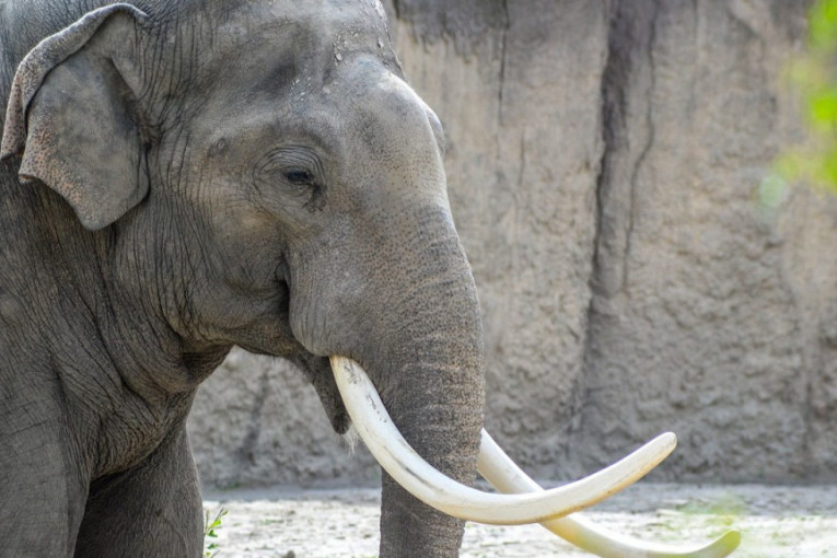 Napad koji niko ne bi preživeo: Slon ubio čuvara u zoološkom vrtu, presudio mu jednim udarcom surle