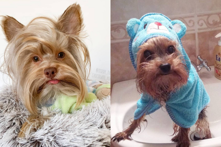 Pas Tedi je mali pozer, koji se pred kamerama pretvara u Elvisa