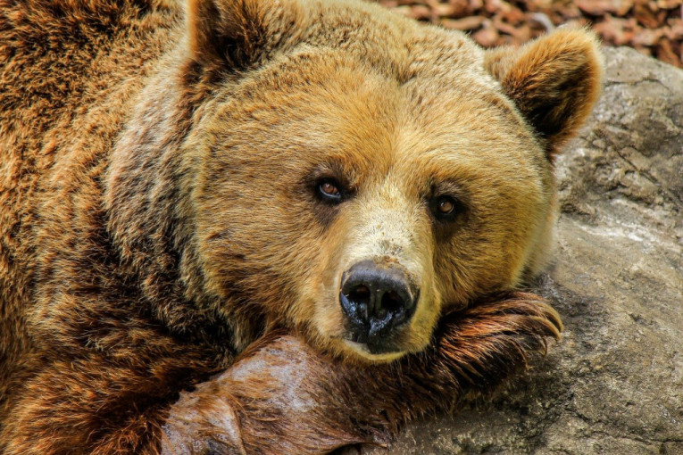 Medved usmrtio ženu u Koloradu, pa uspavan