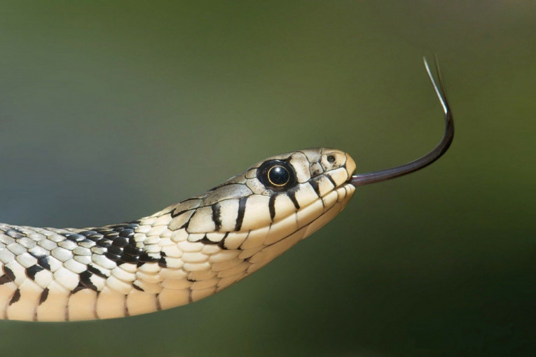 Začuđujuće istraživanje naučnika: Ljudi će proizvoditi otrov kao zmije?