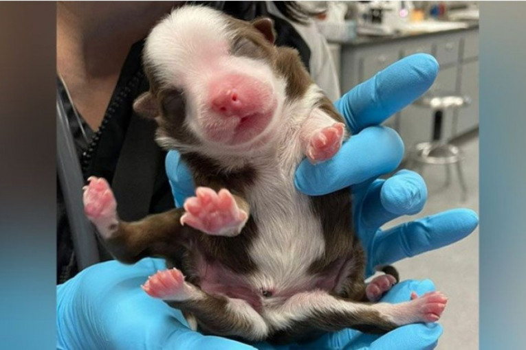 Rođeno štene sa šest nogu i dva repa: Veterinari primetili neverovatnu činjenicu i nazvali ga čudom