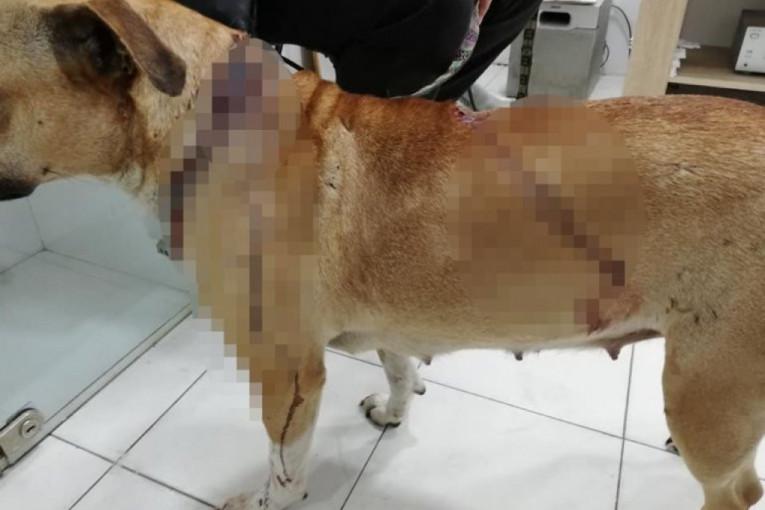 Žena izbola psa u Jagodini: Nožem iskasapila ljubimca iz nepoznatog razloga (FOTO)