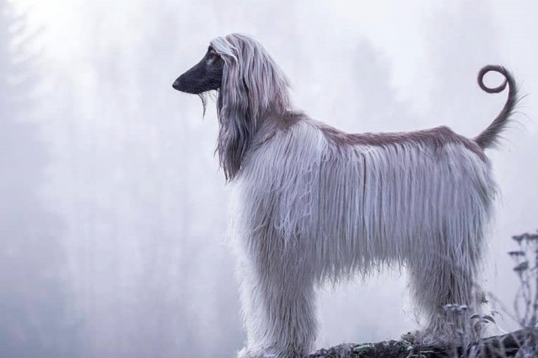 Pet najbržih rasa pasa na svetu su pitomi i verni ljubimci