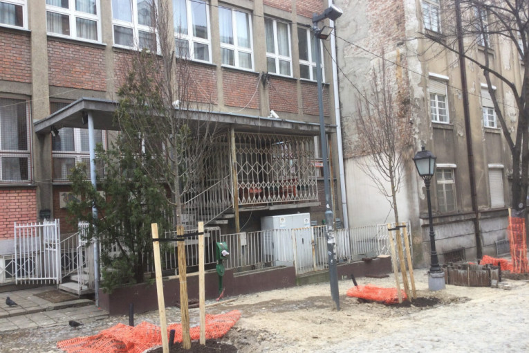 Druga faza radova u Skadarskoj ulici: Posađeno 30 stabala lipe
