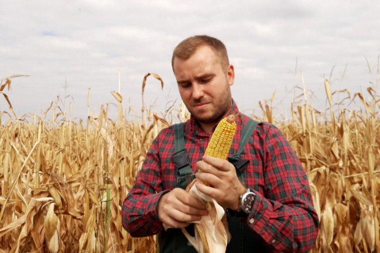 Mrtvilo na produktnoj: Kvalitet kukuruza pod znakom pitanja