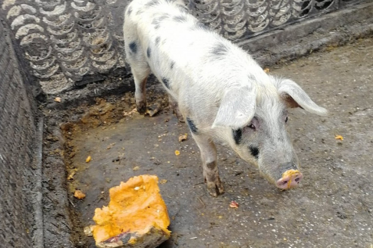Retka vrsta svinje po prvi put se uzgaja u Šumadiji: Pegave resavke sa Radan planine stigle u selo Zagoricu kod Topole