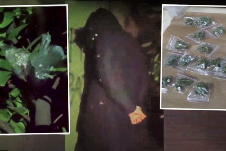 Droga u krošnji drveta: Uhapšen mladić (22) na Zvezdari, pronađeno 49 paketa marihuane (VIDEO)