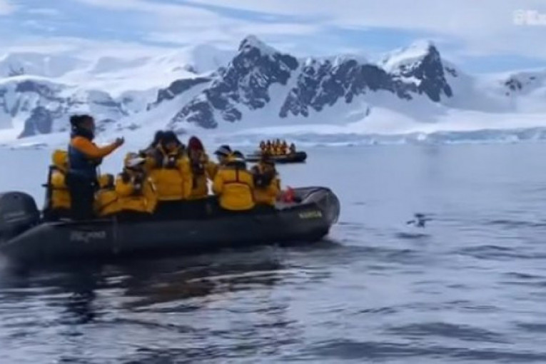 Napeta potera kitova ubica za bebom pingvinom i njegov neverovatni beg (VIDEO)
