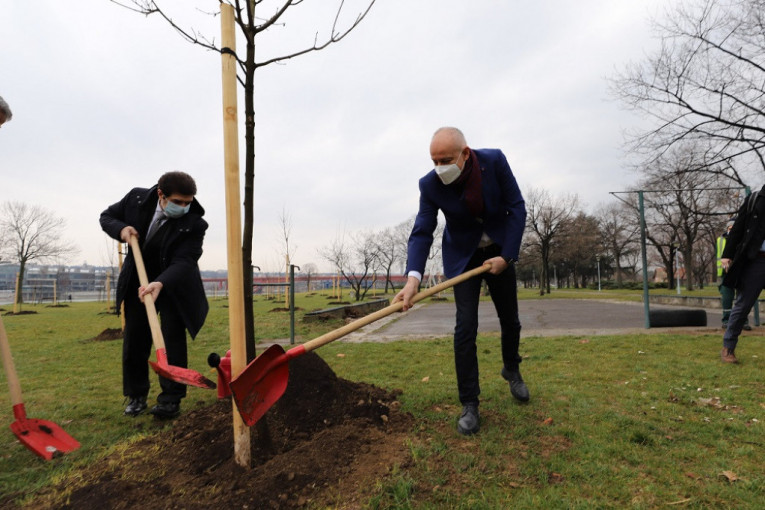 Nastavlja se akcija "Drvo za Beograd": Gradonačelnik i ambasador Kuvajta zasadili 50 novih stabala